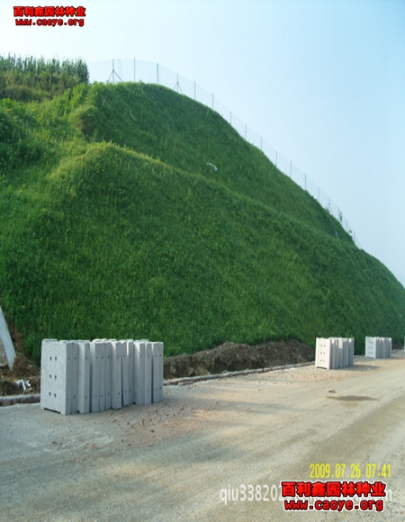 高速公路铁路护坡草种子 高速公路铁路护坡草种子