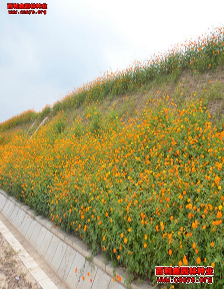 济源铁路护坡用什么草种
