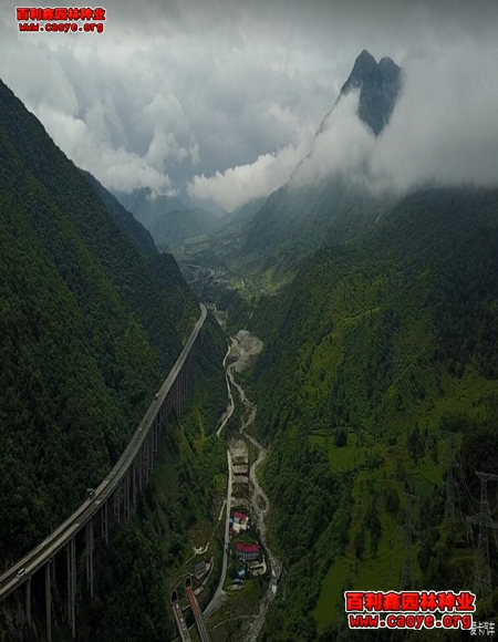 公路护坡草种图片 公路护坡草种图片