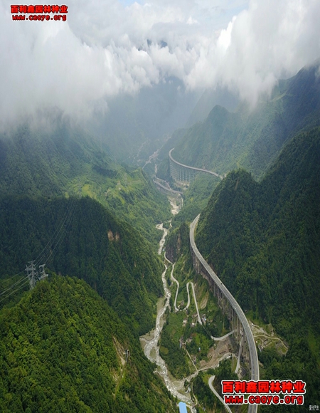 沙打旺护坡草种狗牙根批发 沙打旺护坡草种狗牙根批发