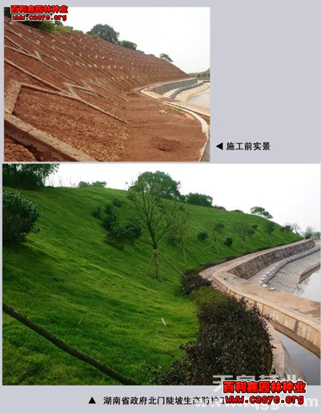 沙打旺护坡草种狗牙根 沙打旺护坡草种狗牙根