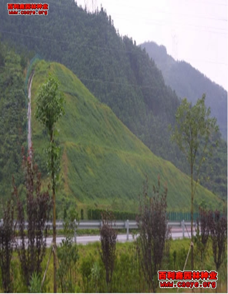 道路护坡种什么草籽 道路护坡种什么草籽