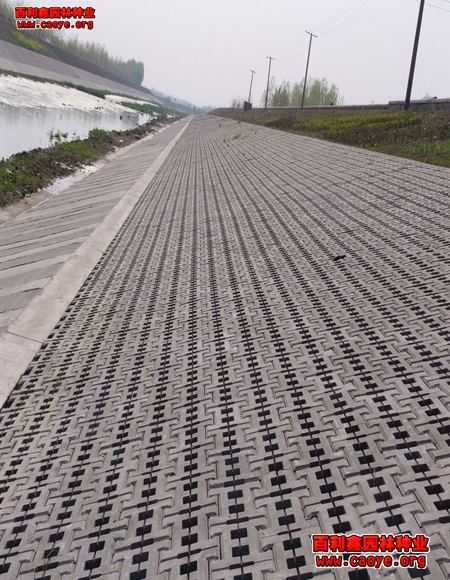 铁路护坡草种 铁路护坡草种