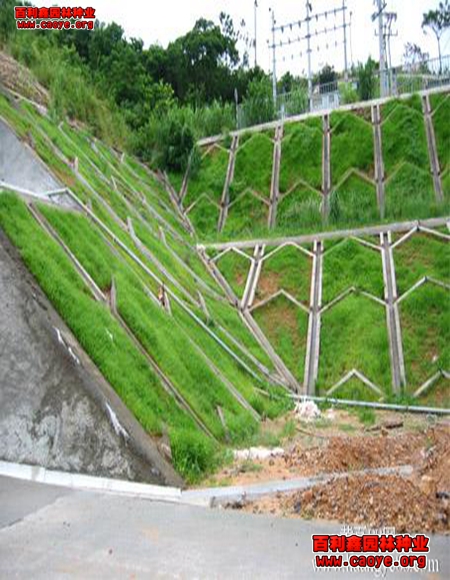 新乡批发护坡草种狗牙根 新乡批发护坡草种狗牙根