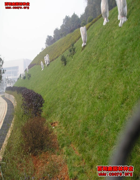 大坝护坡草种价格