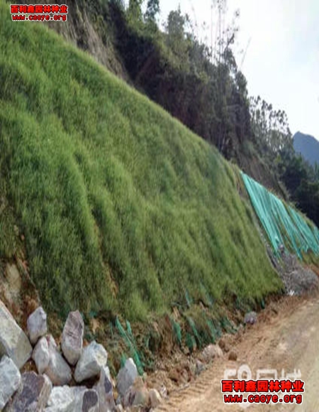 凌海铁路护坡用什么草种