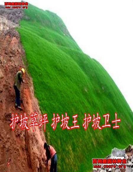 现在进口护坡草种子价格行情