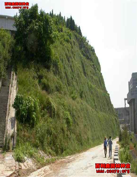 临海护坡草种草籽 价格