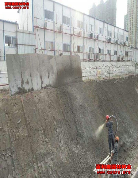 高速路护坡草种子