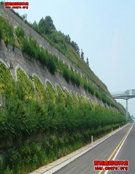河道护坡草种子批发市场在哪里
