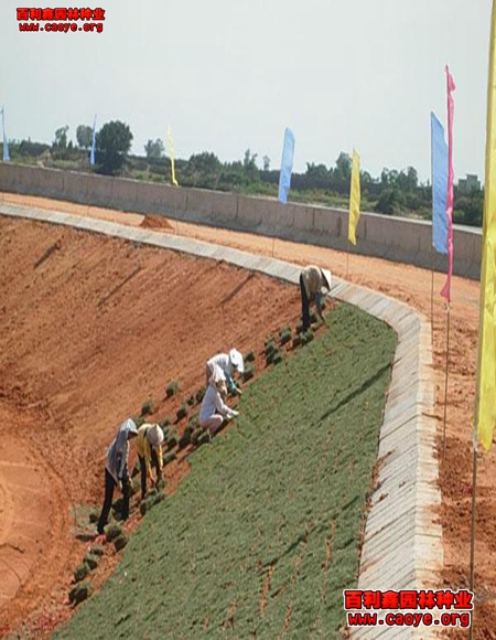 沙打旺护坡草种狗牙根批发 沙打旺护坡草种狗牙根批发