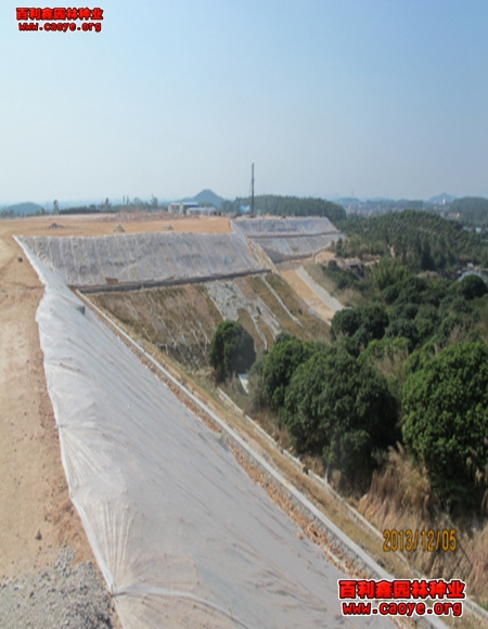 合肥市护坡草种价格 合肥市护坡草种价格