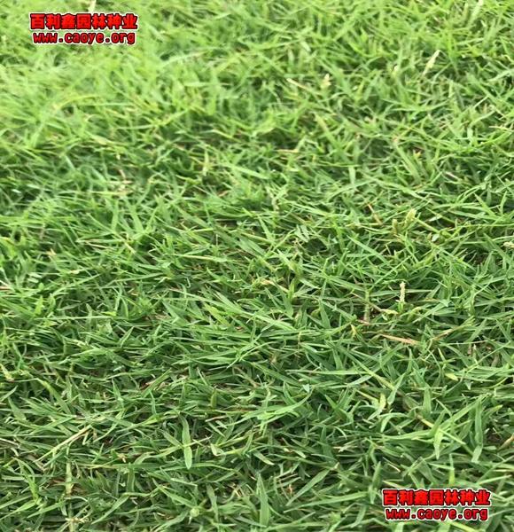 邯郸市护坡草皮种子出售 邯郸市护坡草皮种子出售