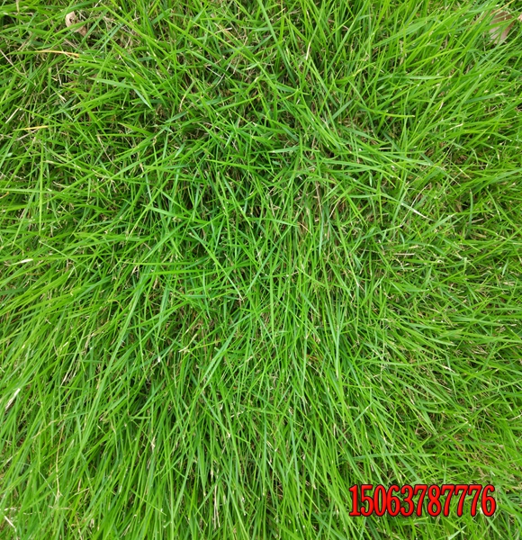 马尼拉护坡王草皮什么时候播种好？