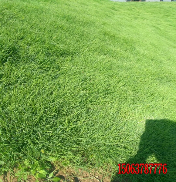 马尼拉护坡王草皮什么时候播种好？