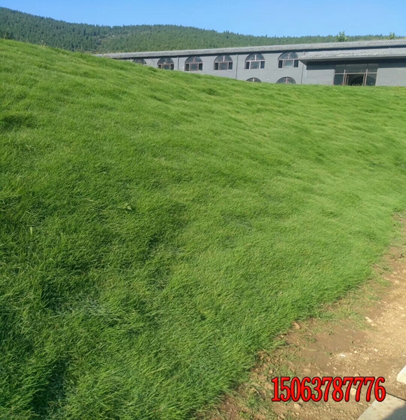 潢川县河道护坡草种用什么样的？