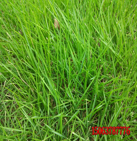 怎么种植草坪草种？