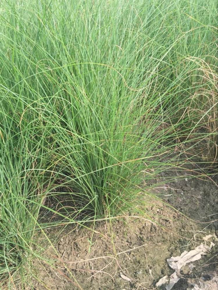 狼尾草可以移植种植吗？