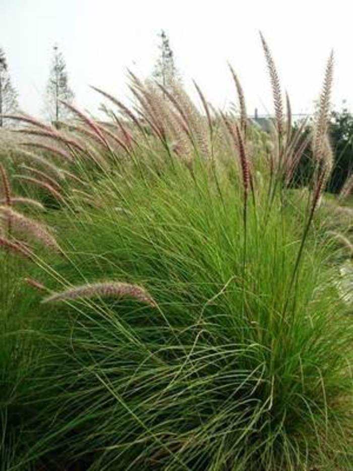 狼尾草可以移植种植吗？