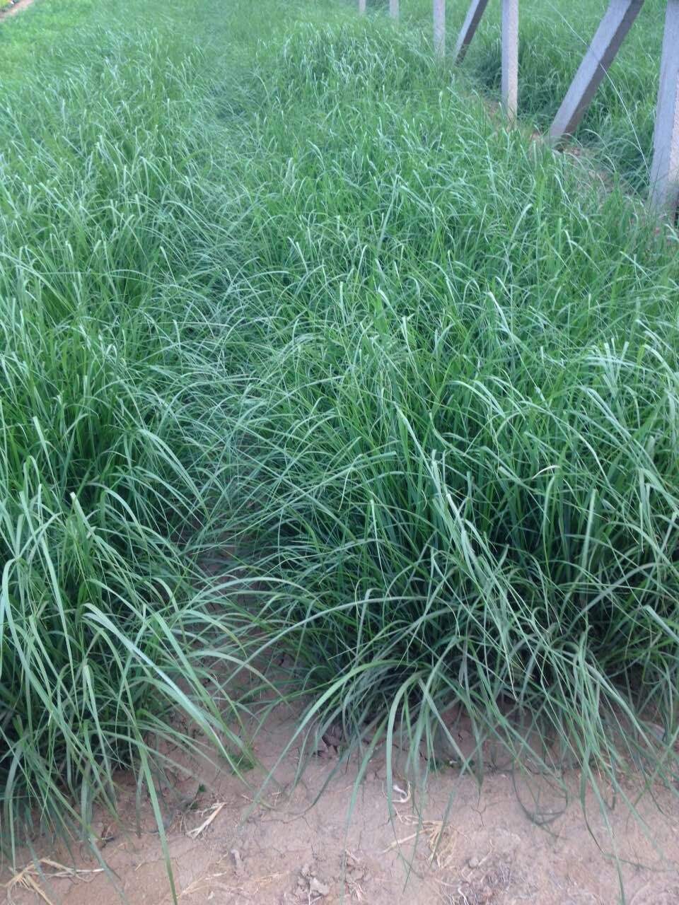 什么样的狼尾草可以做牧草？ 