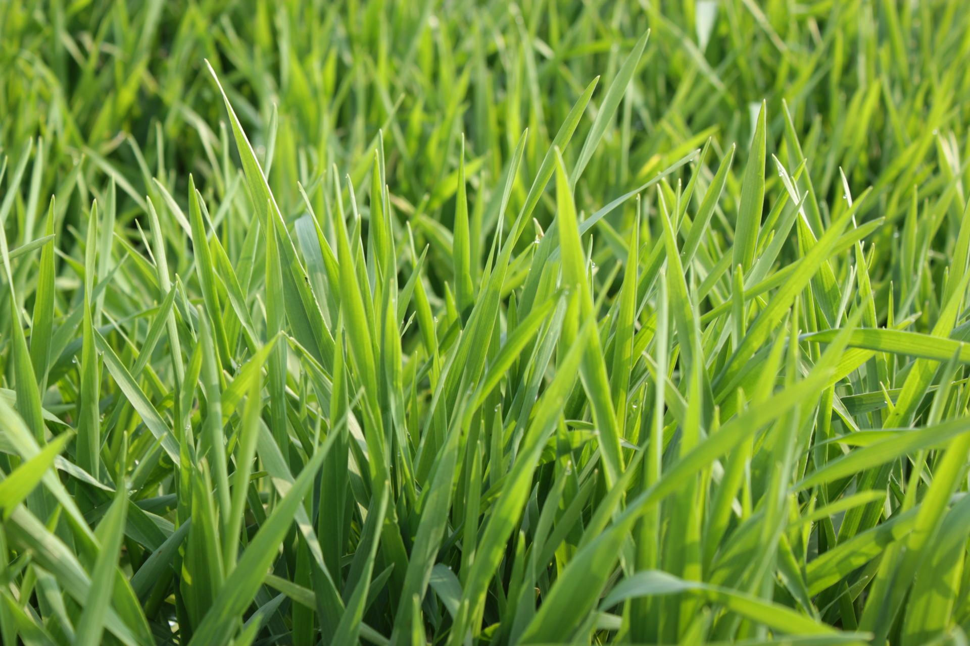 燕麦草需要什么样的土地？