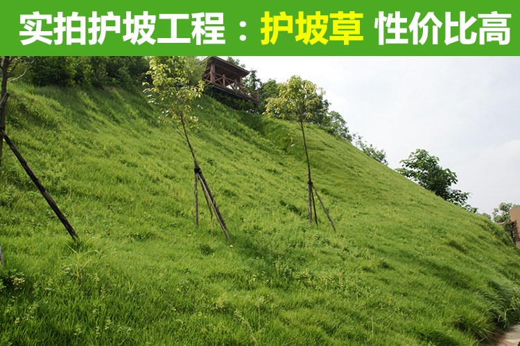  种子成熟不一致性对芽率影响大吗？