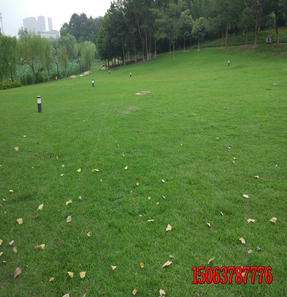 细弱剪股颖适合什么样的气候？