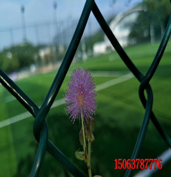 工程边坡植草发芽率高的种子价格