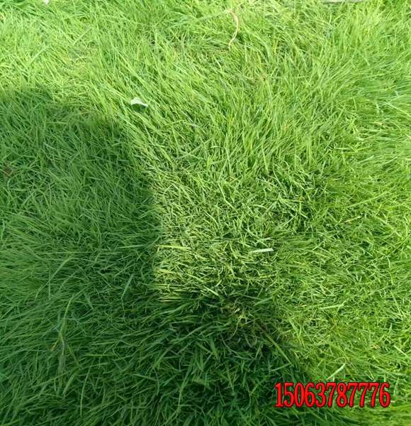 高速公路边坡黑麦草发芽率好的去哪里买