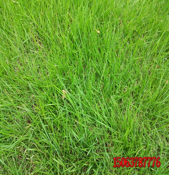 适合边坡草籽高羊茅发芽率好的供应商