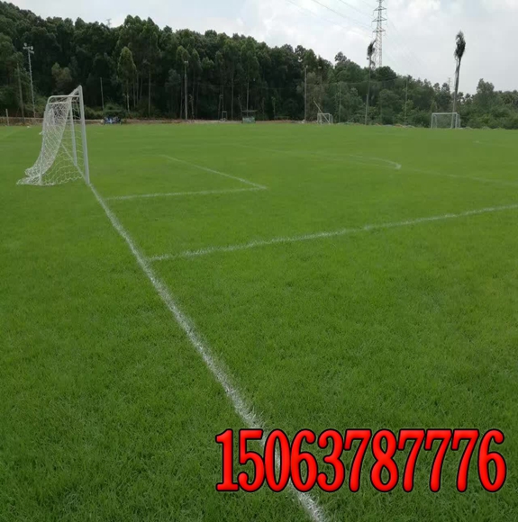狗牙根可以做体育场草坪吗？
