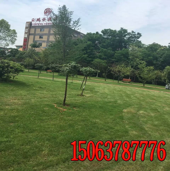 草坪早春的清理工作怎么做？