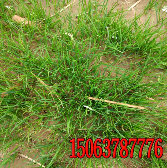 3-4月份的草坪怎么管理和养护？
