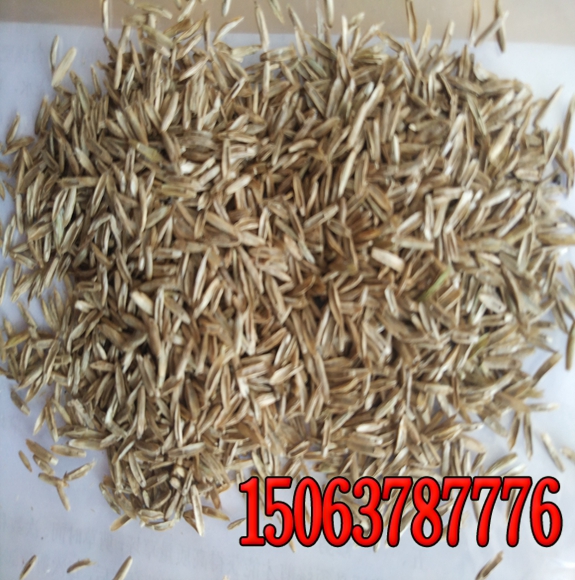 7-8月份草坪怎么养护和管理？