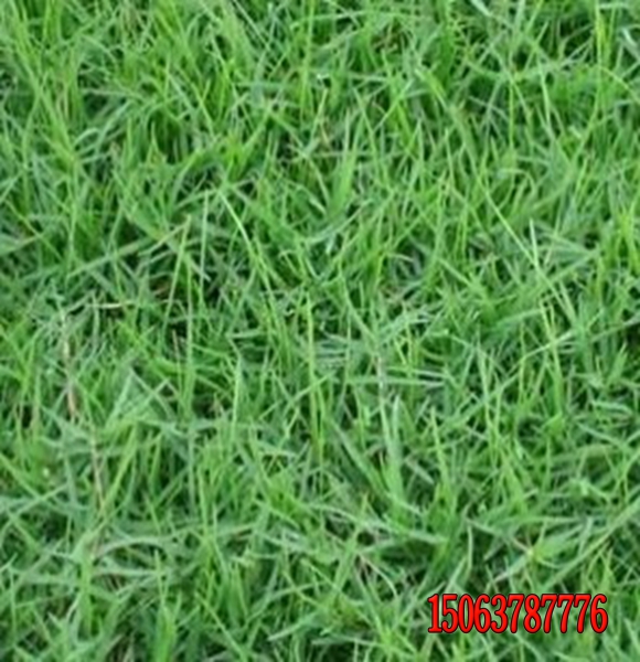一斤草坪草种多少钱？