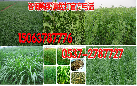 牧草种子有哪些？
