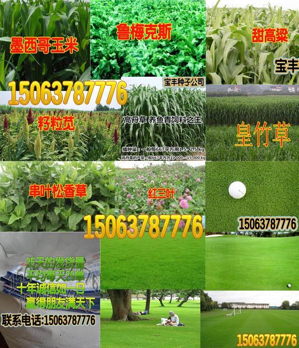 万寿菊栽培时的注意事项有哪些？