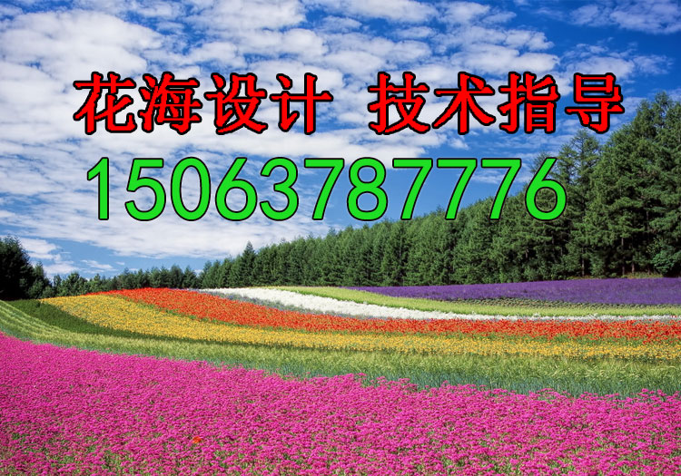 万寿菊栽培时的注意事项有哪些？