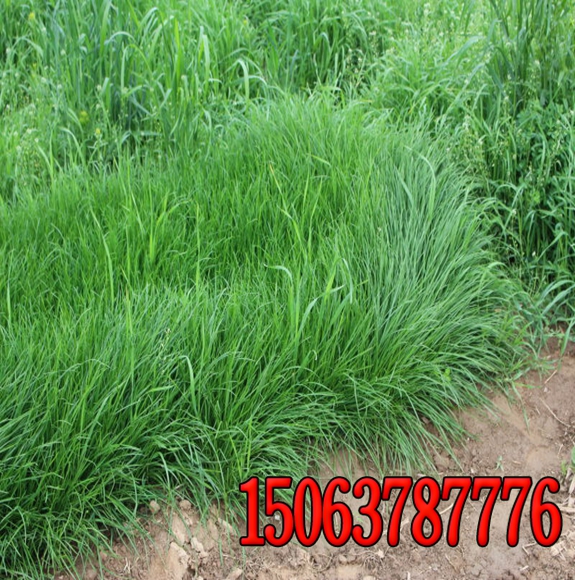 南方护坡种植什么草籽***？