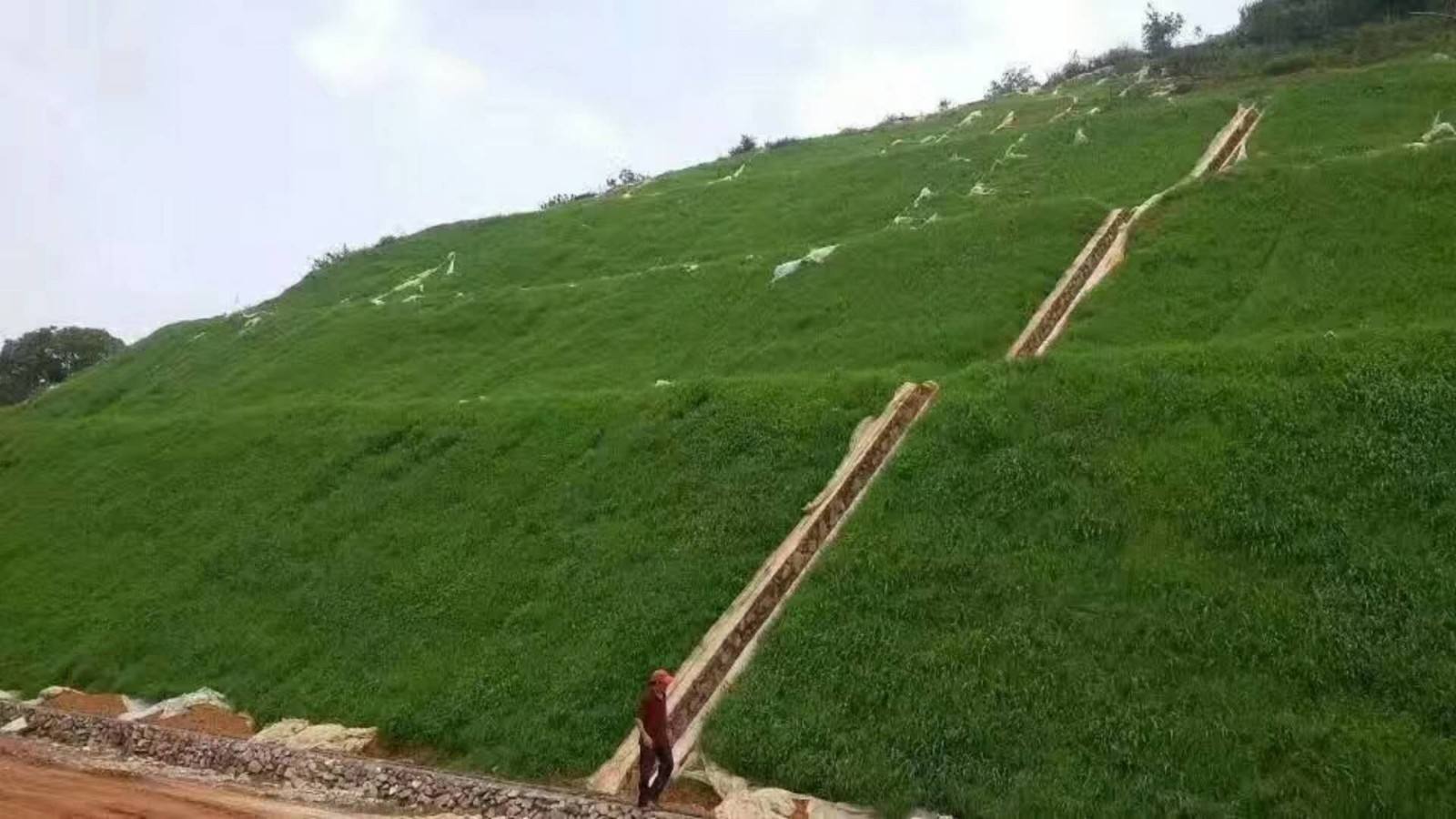 湖北护坡用什么草种？