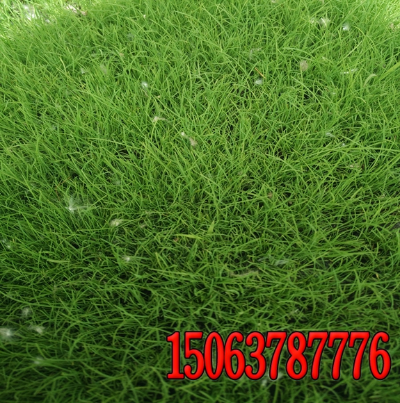 冷季型草坪的种植及养护