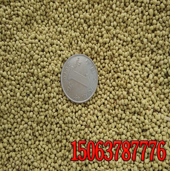 哪里马尼拉草籽好？