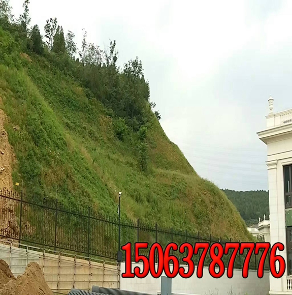 西藏如何选择适合的高速公路边坡护坡草种？