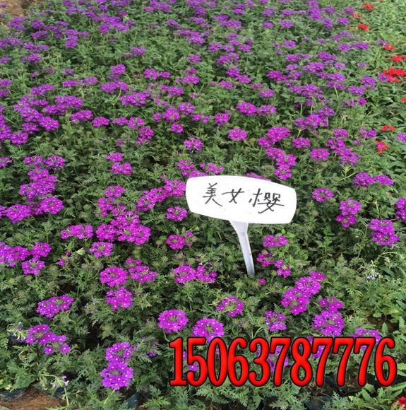 高速公路环境绿化保护的永久性