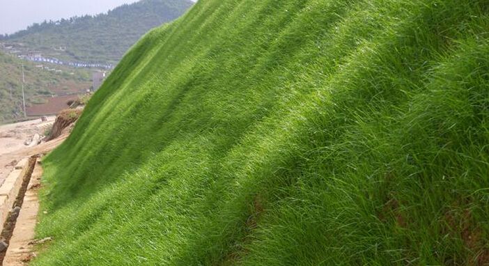 2019年狗牙根草一斤多少钱？