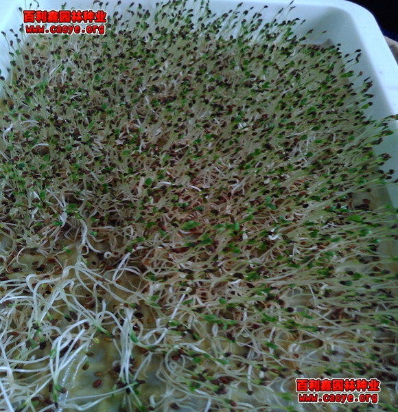 适合北方生长的草坪草种有哪些？
