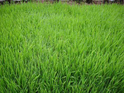 沙土地适合种什么牧草？