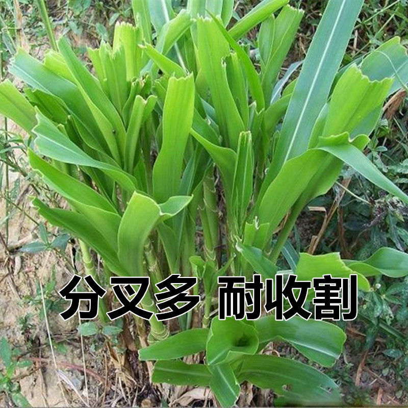 养鹅种什么牧草好,养鹅用什么牧草种子