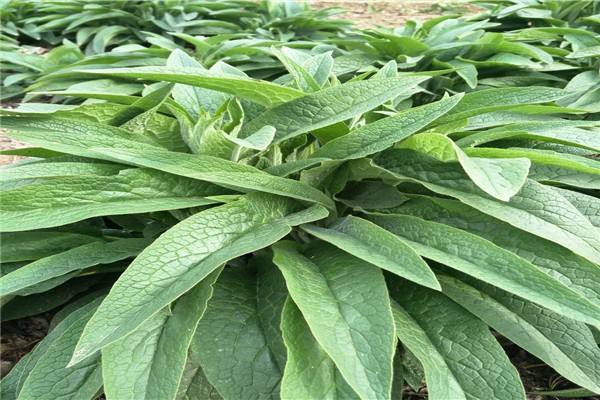 养羊常用牧草品种有哪几个
