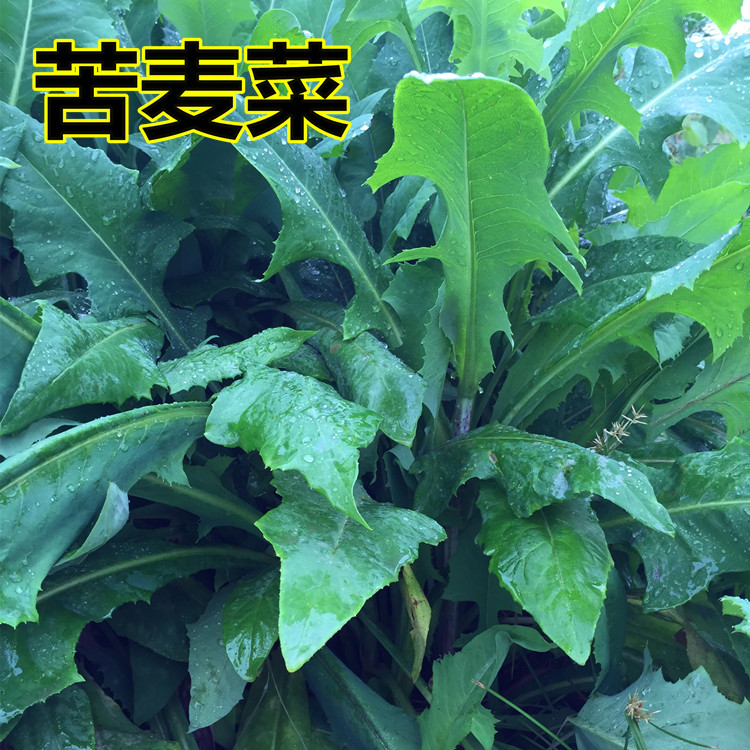 养羊常用牧草品种有哪几个